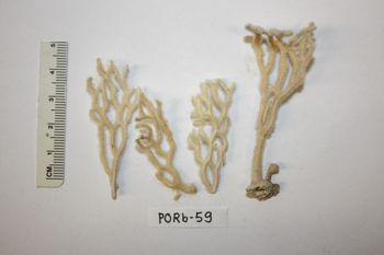 Media type: image;   Invertebrate Zoology PORb-59 Description: Preserved specimen.;